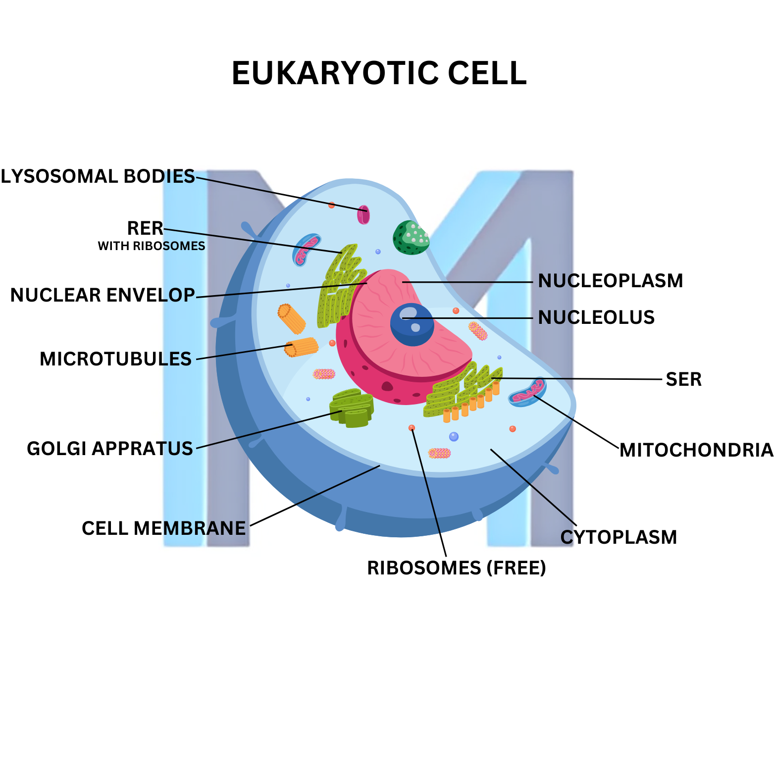 Cell Biology